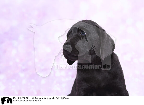 Labrador Retriever Welpe / JH-28252