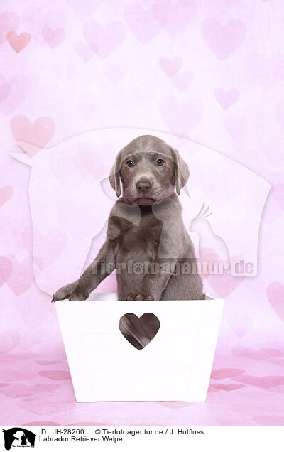 Labrador Retriever Welpe / JH-28260