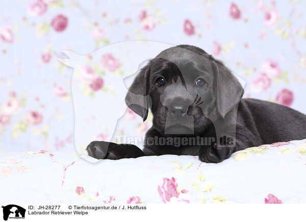 Labrador Retriever Welpe / JH-28277