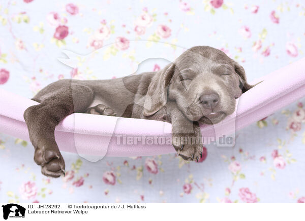 Labrador Retriever Welpe / Labrador Retriever Puppy / JH-28292