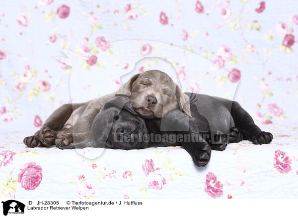 Labrador Retriever Welpen / JH-28305