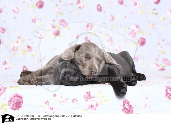 Labrador Retriever Welpen / JH-28306