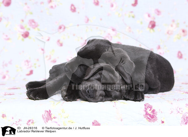 Labrador Retriever Welpen / Labrador Retriever Puppies / JH-28316