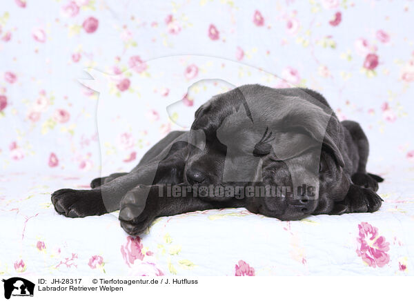 Labrador Retriever Welpen / JH-28317