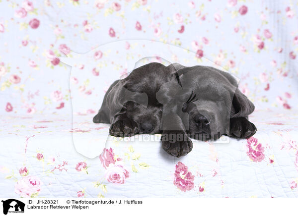 Labrador Retriever Welpen / JH-28321