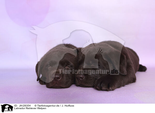 Labrador Retriever Welpen / Labrador Retriever Puppies / JH-28354