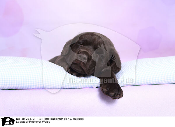 Labrador Retriever Welpe / Labrador Retriever Puppy / JH-28373