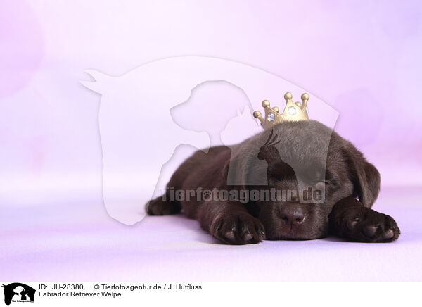 Labrador Retriever Welpe / JH-28380