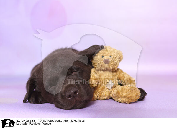 Labrador Retriever Welpe / Labrador Retriever Puppy / JH-28383