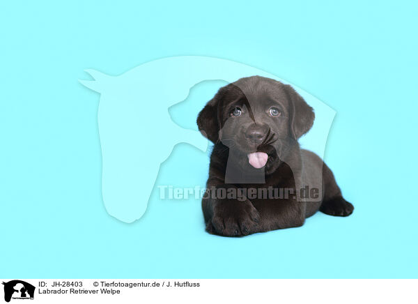 Labrador Retriever Welpe / JH-28403