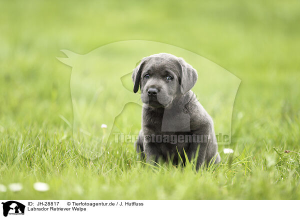 Labrador Retriever Welpe / JH-28817