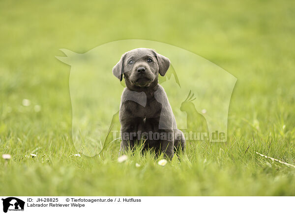 Labrador Retriever Welpe / JH-28825