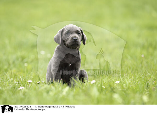 Labrador Retriever Welpe / JH-28828
