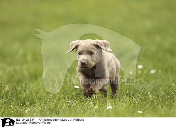 Labrador Retriever Welpe / JH-28834