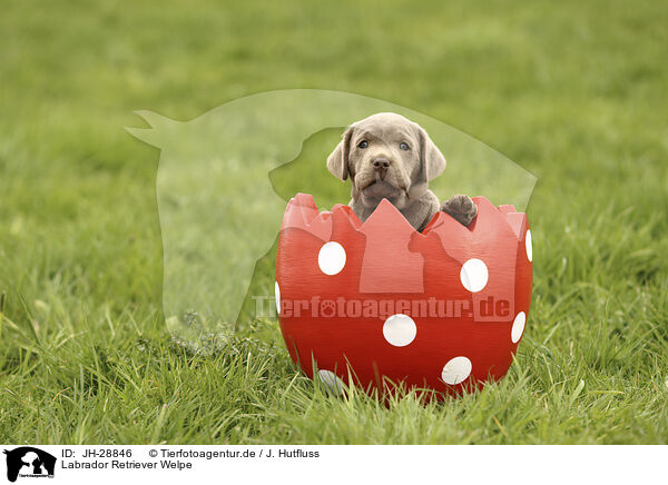 Labrador Retriever Welpe / JH-28846