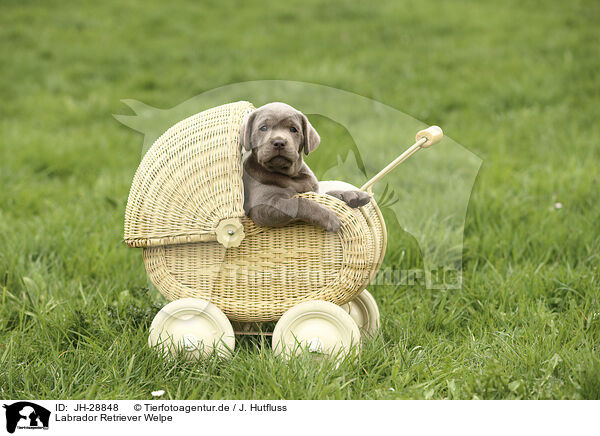 Labrador Retriever Welpe / Labrador Retriever Puppy / JH-28848