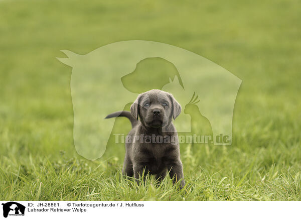 Labrador Retriever Welpe / JH-28861