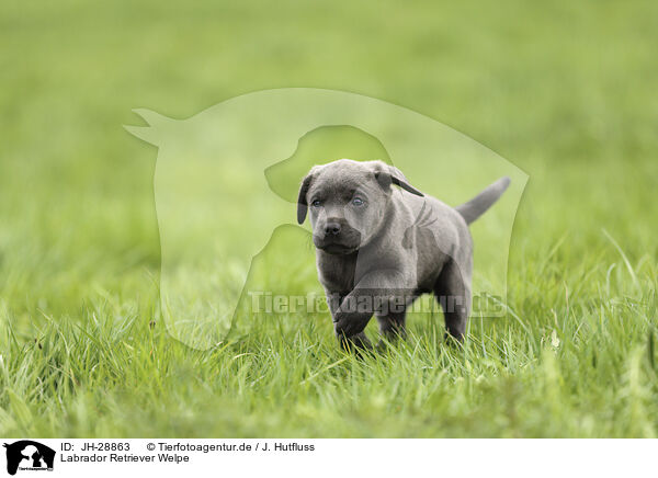 Labrador Retriever Welpe / JH-28863