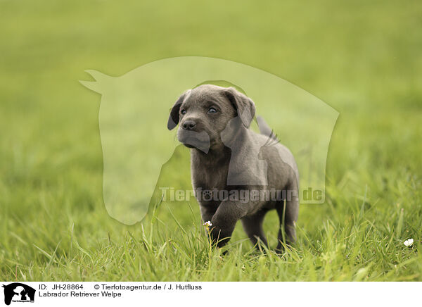 Labrador Retriever Welpe / JH-28864