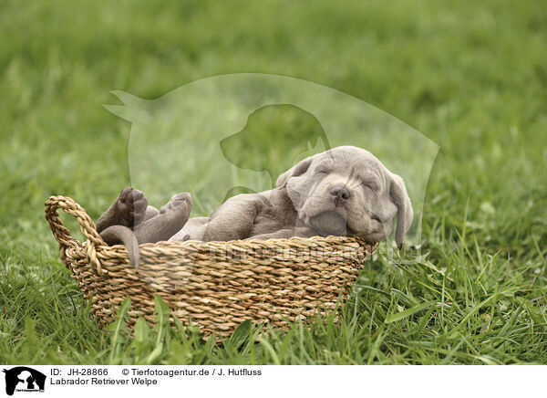 Labrador Retriever Welpe / Labrador Retriever Puppy / JH-28866