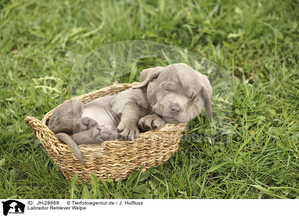 Labrador Retriever Welpe / Labrador Retriever Puppy / JH-28868