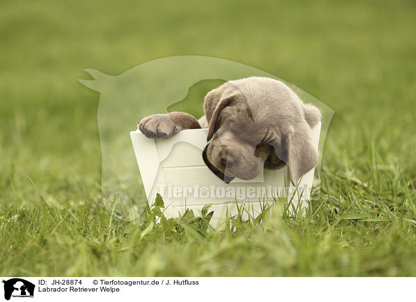 Labrador Retriever Welpe / JH-28874
