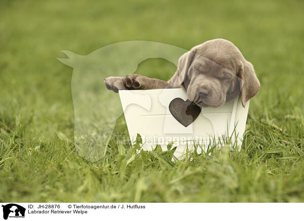 Labrador Retriever Welpe / JH-28876