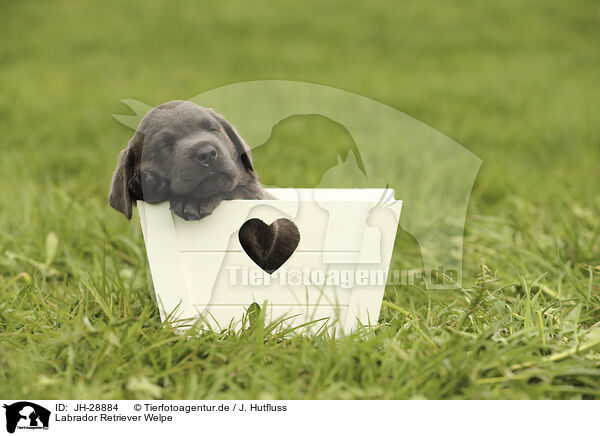 Labrador Retriever Welpe / Labrador Retriever Puppy / JH-28884