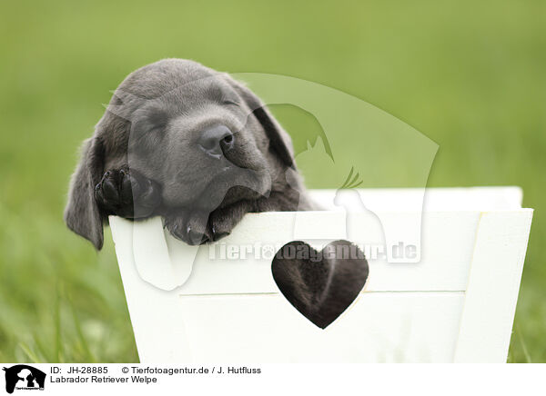 Labrador Retriever Welpe / Labrador Retriever Puppy / JH-28885