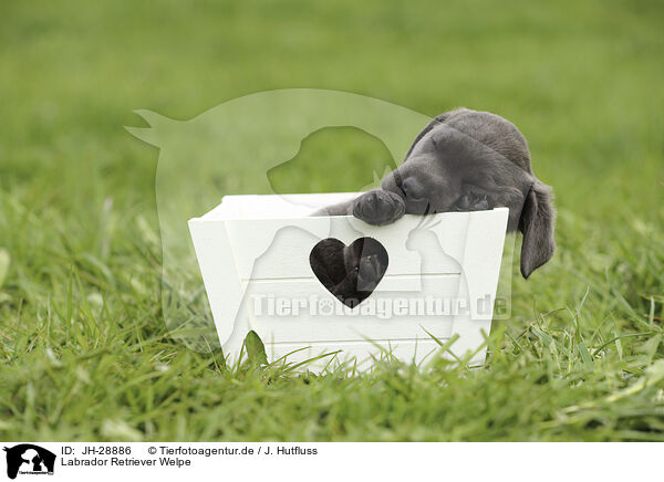 Labrador Retriever Welpe / JH-28886