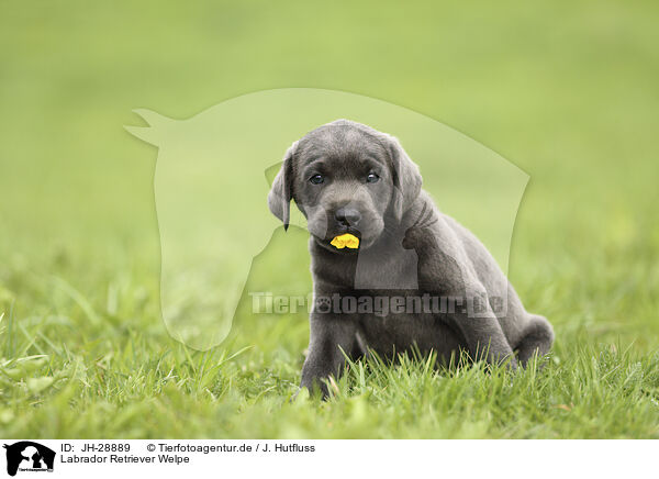 Labrador Retriever Welpe / JH-28889
