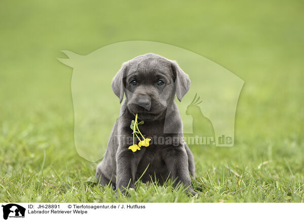 Labrador Retriever Welpe / JH-28891