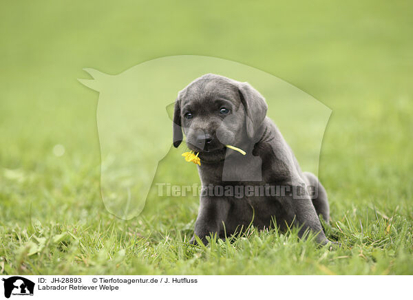 Labrador Retriever Welpe / JH-28893