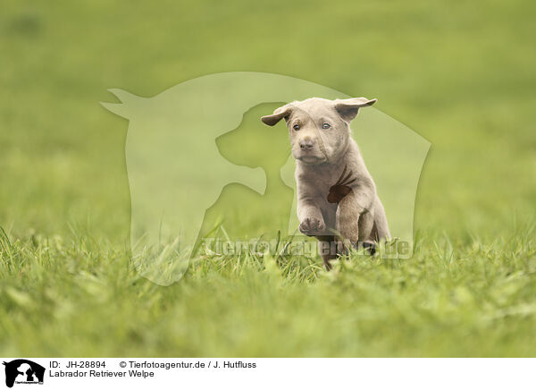 Labrador Retriever Welpe / JH-28894