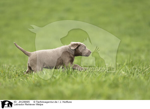 Labrador Retriever Welpe / JH-28895