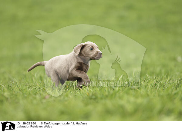 Labrador Retriever Welpe / JH-28896