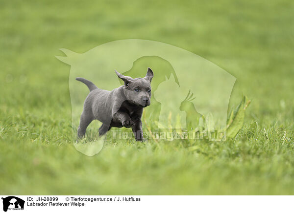 Labrador Retriever Welpe / JH-28899