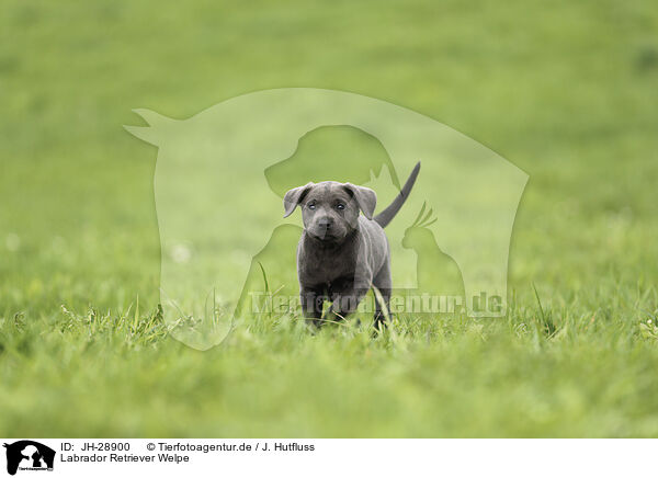 Labrador Retriever Welpe / JH-28900