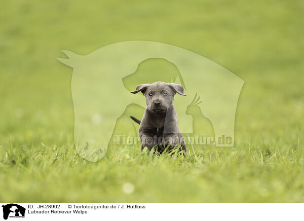 Labrador Retriever Welpe / JH-28902