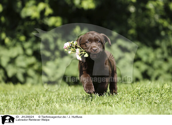 Labrador Retriever Welpe / Labrador Retriever Puppy / JH-28924