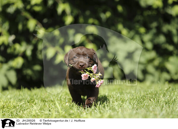 Labrador Retriever Welpe / JH-28926
