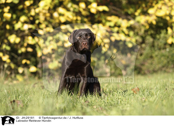 Labrador Retriever Hndin / female Labrador Retriever / JH-29181