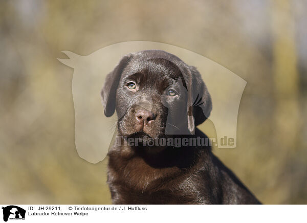 Labrador Retriever Welpe / JH-29211