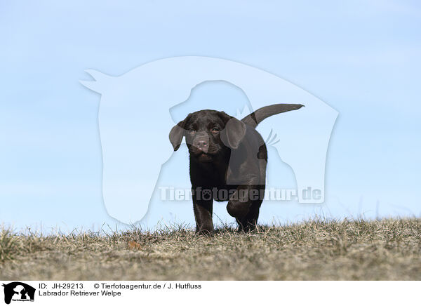 Labrador Retriever Welpe / JH-29213
