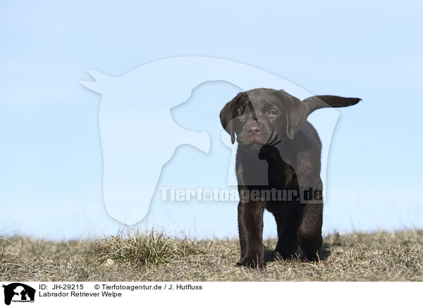 Labrador Retriever Welpe / JH-29215