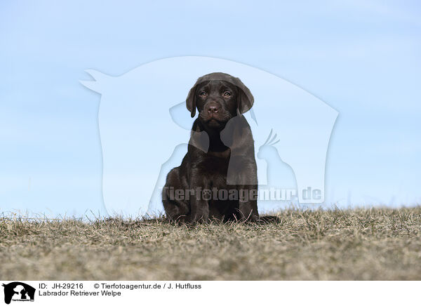 Labrador Retriever Welpe / JH-29216