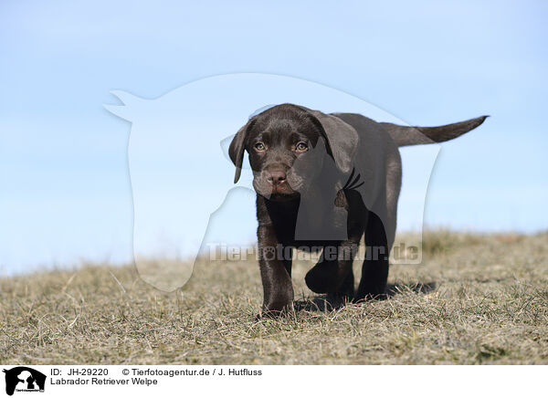 Labrador Retriever Welpe / JH-29220