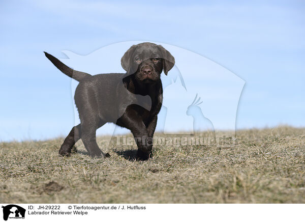 Labrador Retriever Welpe / JH-29222