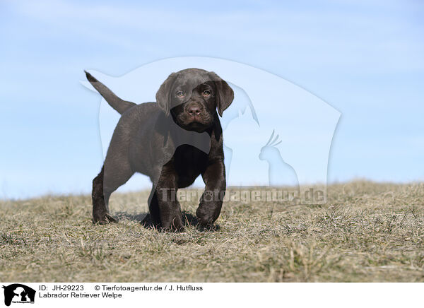 Labrador Retriever Welpe / JH-29223
