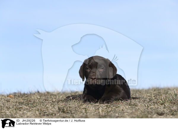 Labrador Retriever Welpe / JH-29226